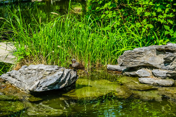 Serene Pond in a Garden: A Tranquil Nature Retreat
