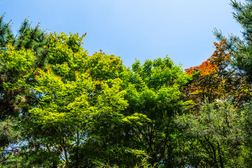 Majestic Trees Under a Blue Sky: A Serene Nature Landscape