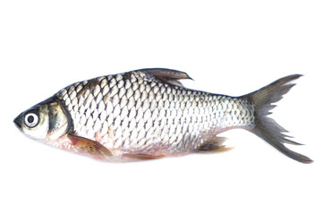 Freshwater fish for cooking isolated on white background. Concept, edible local fish from river in...