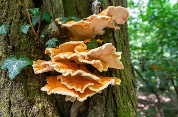 The Laetiporus sulpuhureus known by the locals as "chanterelle" is one of the most beautiful and flamboyant mushrooms among parasites and saprophytes.