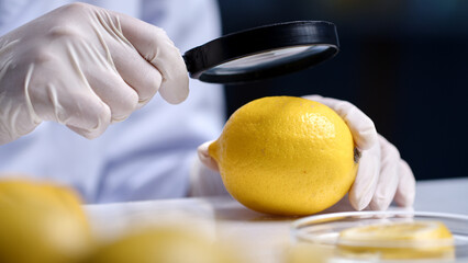 A researcher uses a magnifying glass to observe a lemon on a table, surrounded by petri dishes...
