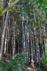 Obraz premium まっすぐに伸びる杉