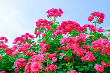 Blooming Roses in a Garden: A Romantic Floral Landscape