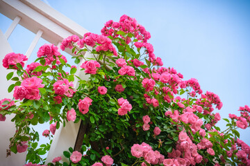 Blooming Roses in a Garden: A Romantic Floral Landscape