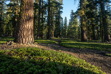 Obraz premium Prospect Peak Trail Climbs Through Forest in Lassen volcanic