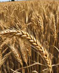 Untripe wheat field, golden wheat, wheat harvest, mature wheat, wheat field at sunset, agricultural landscape, golden grains, wheat crop, countryside, rural landscape, wheat farming, wheat ears, golde