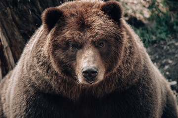 brown bear portrait