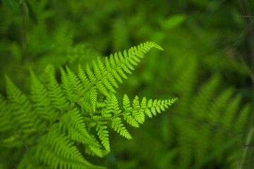 fern leaf in the forest
