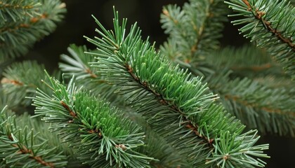 Fototapeta premium Vibrant Evergreen Needles in CloseUp