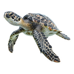 Sea turtle isolated on transparent background