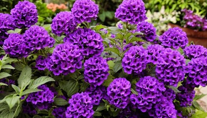 Obraz premium Vibrant purple flowers in bloom