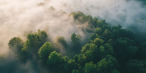 aerial view of an early morning landscape covered in fog between half-covered trees