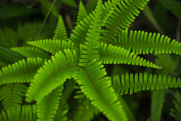 fern leaf in the forest
