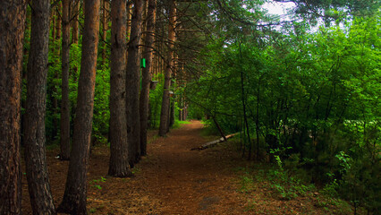 Forest alley. A path through the forest