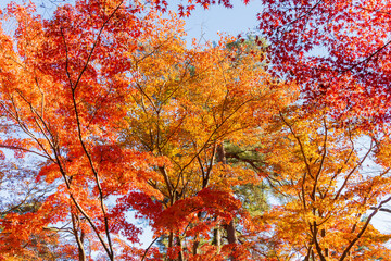 日本の風景・秋　埼玉県長瀞町　紅葉の秩父長瀞　月の石もみじ公園