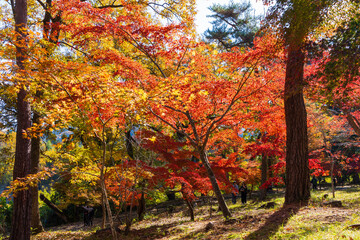 日本の風景・秋　埼玉県長瀞町　紅葉の秩父長瀞　月の石もみじ公園