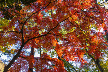 日本の風景・秋　埼玉県長瀞町　紅葉の秩父長瀞　月の石もみじ公園