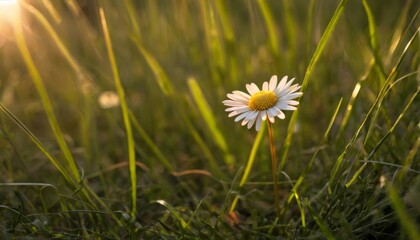  A single daisy blooms in the grassy field