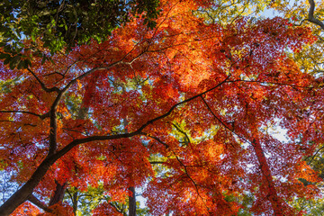 日本の風景・秋　埼玉県長瀞町　紅葉の秩父長瀞　月の石もみじ公園