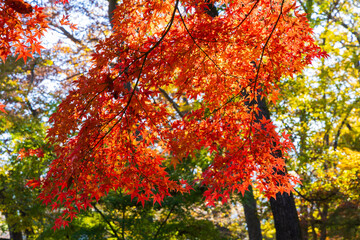 日本の風景・秋　埼玉県長瀞町　紅葉の秩父長瀞　月の石もみじ公園