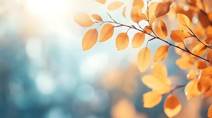 Fototapeta premium Abstract Autumn Nature Wallpaper: Blurred Leaves, Golden Foliage, Blue Sky Banner Template