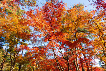 日本の風景・秋　埼玉県長瀞町　紅葉の秩父長瀞　月の石もみじ公園