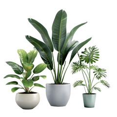 Fototapeta premium Realistic house plants set with Monstera Sansevieria and Banana plant
