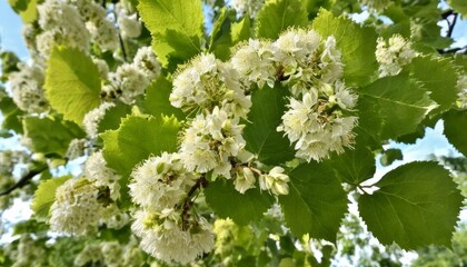  Blooming beauty in natures embrace