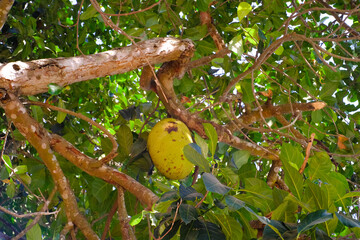 An unripe jackfruit still attached to the tree trunk. Tropical fruits in Indonesia. Plantation Industry. Food and fruit. Textured Background Photography Concepts