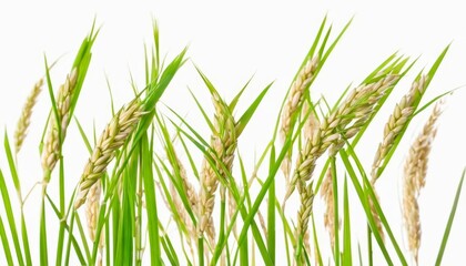 Fototapeta premium Vibrant green wheat stalks against a white background