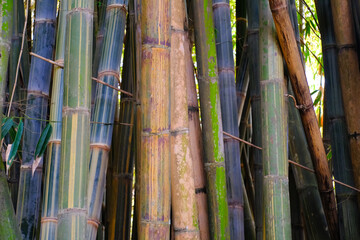 Fototapeta premium Bamboo plant stems growing tall and towering. Bamboo forest on the roadside. Wood Industry. Arts and crafts. Textured Background Photography Concepts