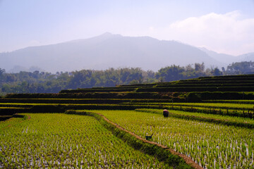 Panoramic Landscape of terraced rice fields on a gentle hillside. Natural scenery on the edge of the city. Rice field patch. Farmland. Agricultural Industry. Agriculture Photography Concept