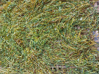 sliced ​​tobacco leaves being dried