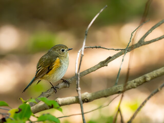 森の中の暗い木陰で枝に留まって周りを見渡しているルリビタキ
