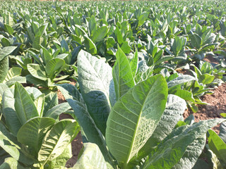 Tobacco leaves growing abundantly