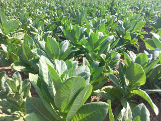 Tobacco plants that are growing well