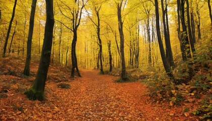 Obraz premium Autumns golden path through the woods