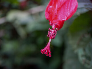 Sleeping Hibiscus flower image
