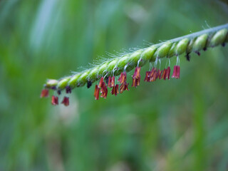 Seeds and small flowers of Brachiaria decumbens