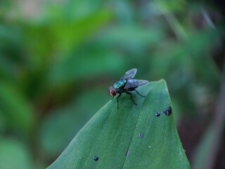 A fly landed on a leaf