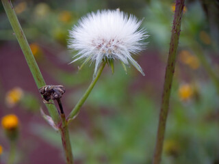 Dandelion flowers that are blooming are white