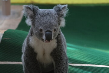 コアラ
