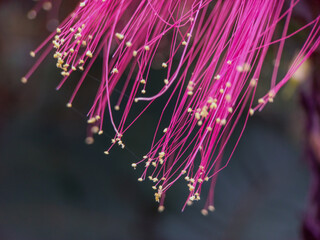 Calliandra Houstoniana flowers are blooming in red