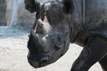 Obraz premium ヒガシクロサイ