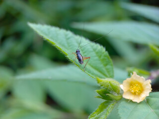 An insect crawls on a green leaf
