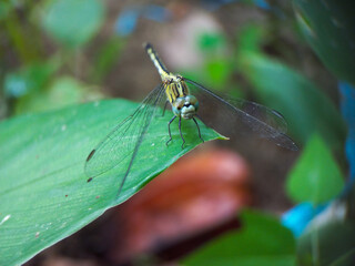 A dragonfly perched on a green leaf