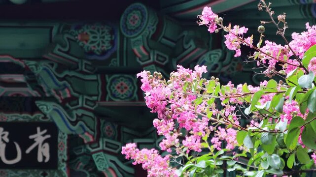 Beyond the swaying Crape Myrtle, you can see the unique Korean pattern, Dancheong.흔들리는 배롱꽃 너머로 한국의 고유문양인 단청이 보입니다.