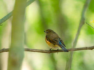 森の中の暗い木陰で枝に留まって周りを見渡しているルリビタキ