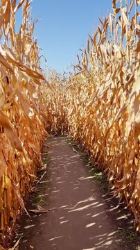 Vertical video of someone walking inside a cornfield during harvest