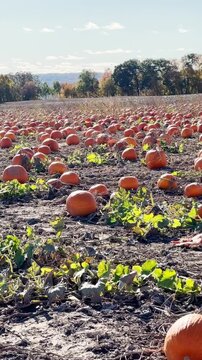 Vertical video of a pumpkin patch on a sunny day